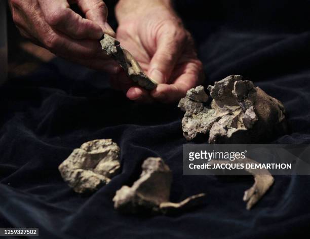 Picture taken on September 19, 2011 at the Gallery of Paleontology of the National Museum of Natural History in Paris shows a fossilized bone of an...