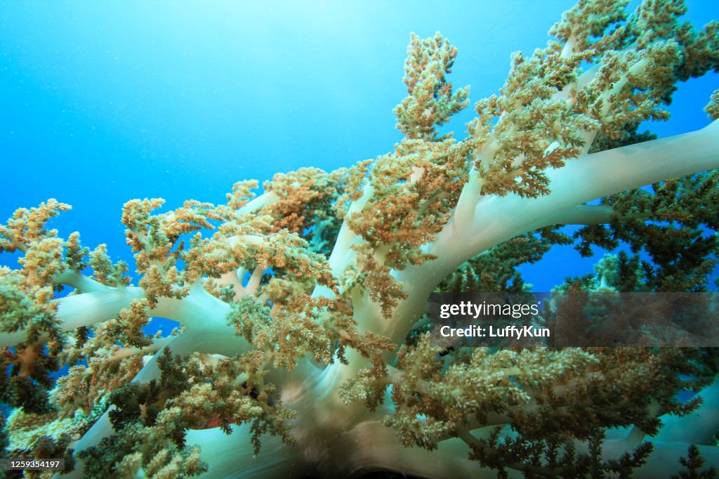 Tropical aquarium, tropical waters sea anemone macro close up tentacles