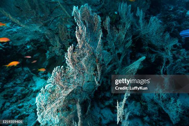 tropiska akvarium, tropiska vatten havet anemon makro närbild tentakler - reef bildbanksfoton och bilder