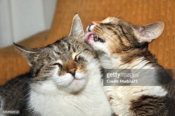gatos en el amor - lamer fotografías e imágenes de stock
