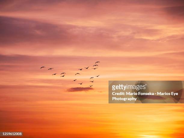 a flock of birds flying in formation across a yellow sky - birds flying stock pictures, royalty-free photos & images