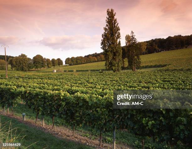 vignobles de, charente - charente photos et images de collection