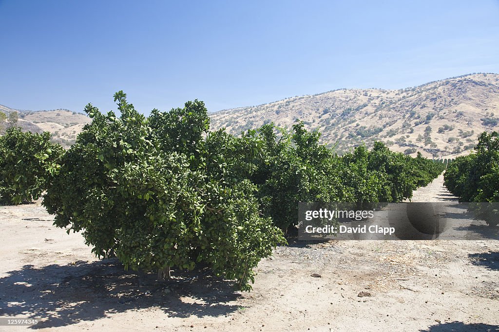 Lime groves near Fresno in Fresno County, Central California, Sierra Nevada, California, United States of America