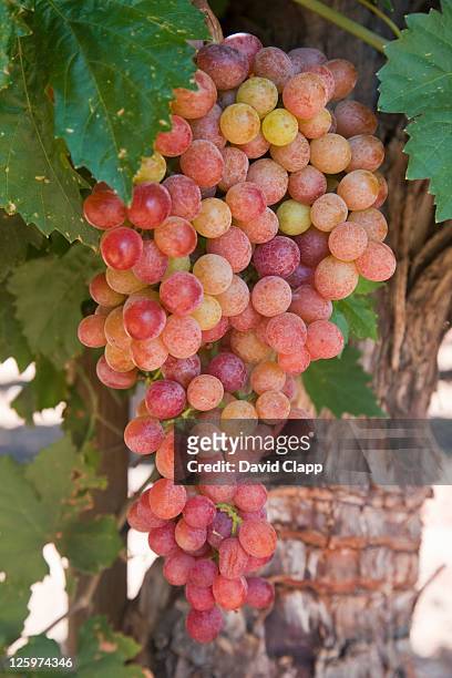 zinfandel grapes on a vine near fresno in fresno county, central california, sierra nevada, california, united states of america - zinfandel grape - fotografias e filmes do acervo