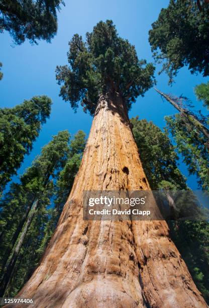 the general sherman tree, the largest tree in the world in sequoia national park in east central california, sierra nevada, california, united states of america - sequia stock pictures, royalty-free photos & images