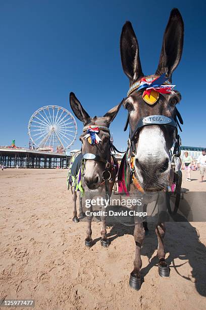 donkeys on the beach near central pier on blackpool beach, blackpool, lancashire, england, uk - donkey stock pictures, royalty-free photos & images