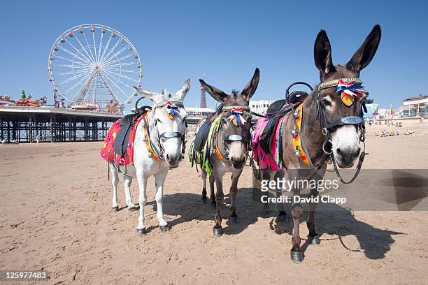 donkeys on the beach near central pier on blackpool beach, blackpool, lancashire, england, uk - blackpool pier stock pictures, royalty-free photos & images