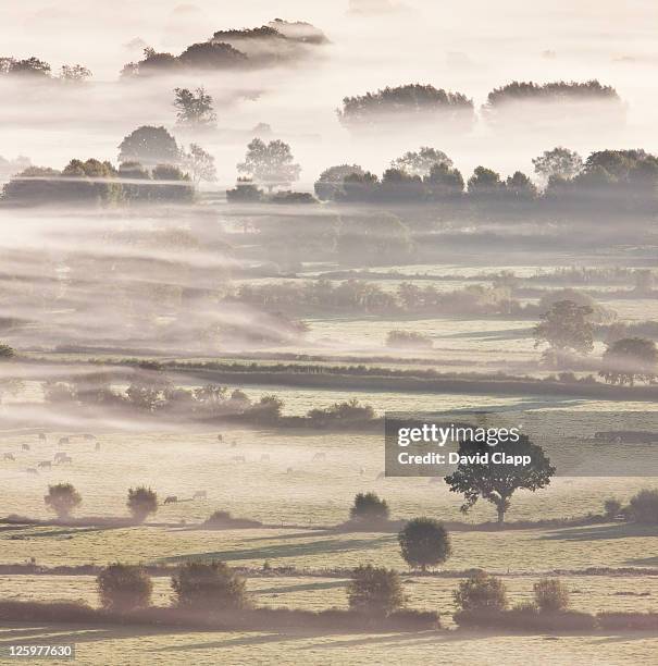 autumn view over somerset levels, glastonbury, somerset, england, uk - piana del somerset foto e immagini stock