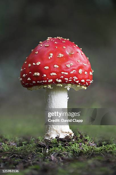 fly agaric mushroom, stover woods, newton abbot, devon, england - fly agaric mushroom - fotografias e filmes do acervo