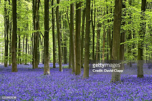 bluebell woodland, micheldever forest, hampshire, england - blue flower fotografías e imágenes de stock