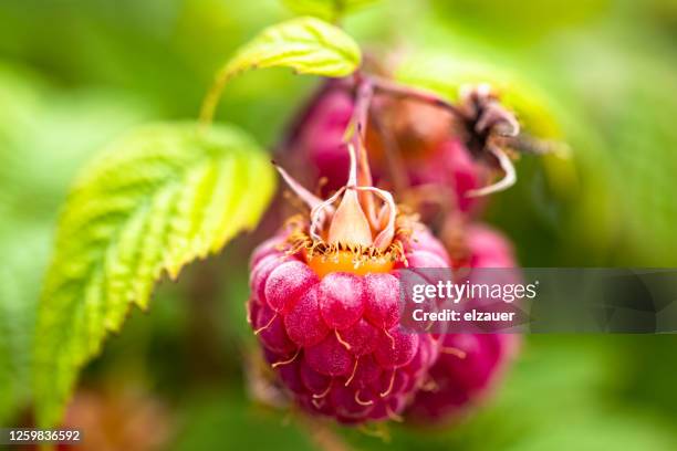 rasperry in the home garden - framboeseiro imagens e fotografias de stock