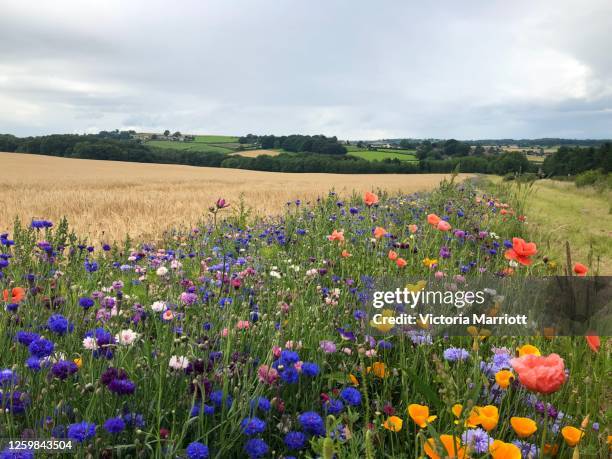 wildflower meadow 1 - fiore di campo foto e immagini stock