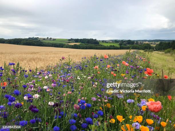 wildflower meadow 1 - wildflowers imagens e fotografias de stock