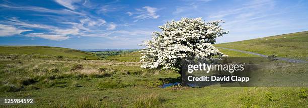 hawthorn tree (crataegus monogyna) in full summer blossom at challocombe cross, dartmoor, devon, england - hagtorn bildbanksfoton och bilder