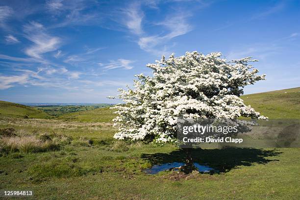 hawthorn tree (crataegus monogyna) in full summer blossom at challocombe cross, dartmoor, devon, england - hawthorn stockfoto's en -beelden