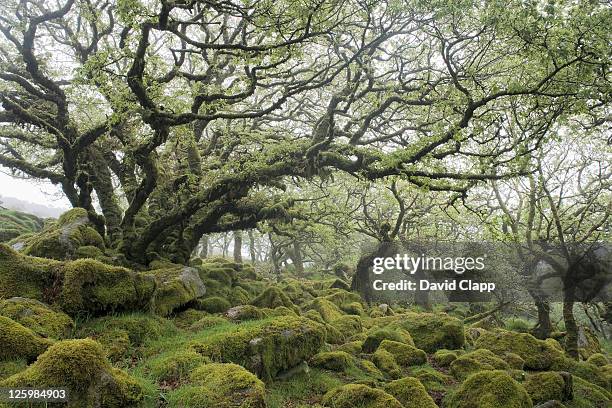 wistmans wood: prehistoric woodland of minature pendunculate oak (quercus robur) trees, dartmoor, devon, england - devon stock-fotos und bilder