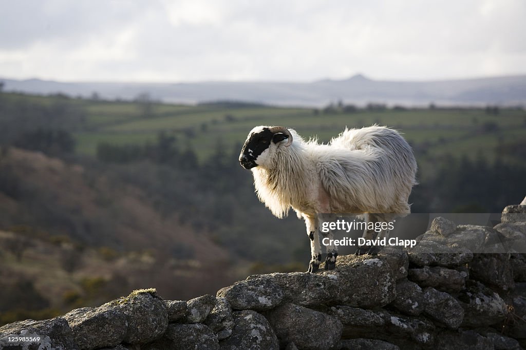 Rugged ram (Ovis aries) stands on stone wall, Dartmoor, Devon, England