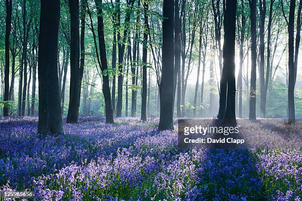 dawn in bluebell woodland (hyacinthoides non-scripta), hampshire, england - blue flower fotografías e imágenes de stock