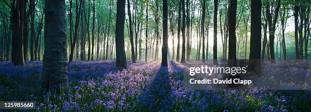 dawn in bluebell woodland (hyacinthoides non-scripta), hampshire, england - blue flower fotografías e imágenes de stock