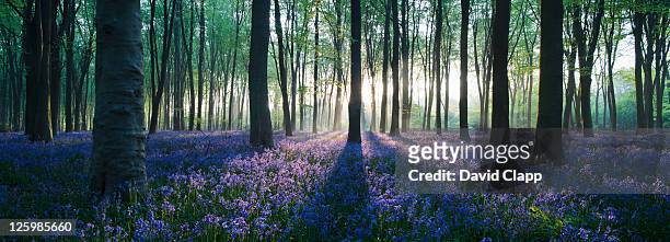 dawn in bluebell woodland (hyacinthoides non-scripta), hampshire, england - panoramic stock pictures, royalty-free photos & images