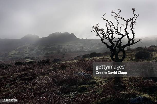 foggy morning between haytor and great tor rocks, dartmoor, devon, england - moor stock pictures, royalty-free photos & images
