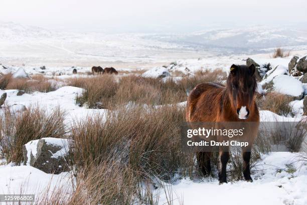 shetland pony (equus caballus) looking for food after heavy snow fall on dartmoor, devon, england, uk, february 2009 - february stock pictures, royalty-free photos & images
