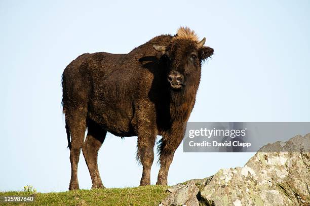 european bison (bison bonasus) female in strong wind, highland wildlife park, aviemore, scotland, uk - american bison stock pictures, royalty-free photos & images