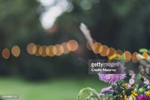 close-up of bunch of flowers, defocused string lights in the background. - night picnic stock-fotos und bilder
