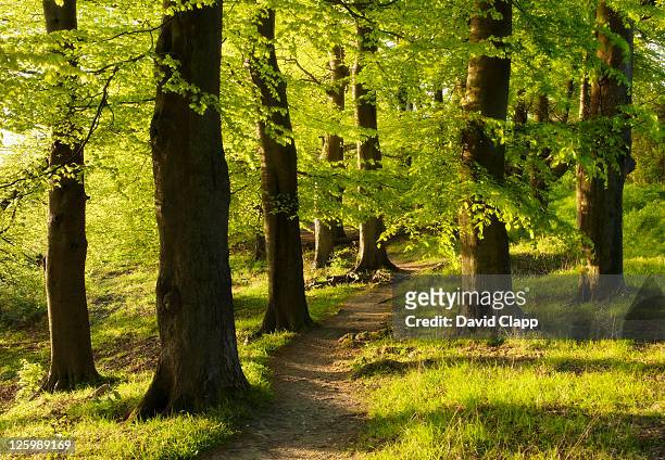 forest pathway in early morning light, ivinghoe, chilterns, buckinghamshire, england, uk - woodland path stock pictures, royalty-free photos & images