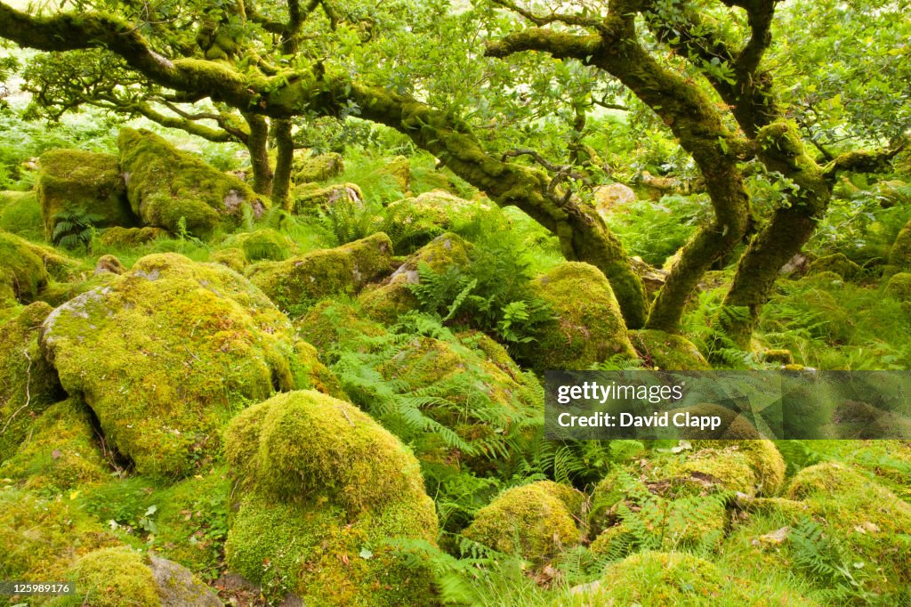 Black-a-Tor copse, rare relict example of ancient high-level woodlands on Dartmoor, England, United kingdom, UK, Europe