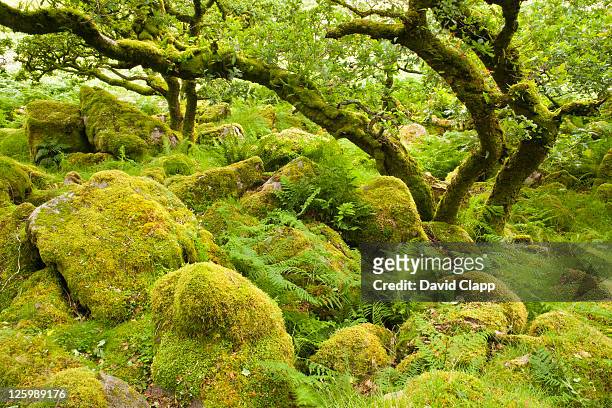 black-a-tor copse, rare relict example of ancient high-level woodlands on dartmoor, england, united kingdom, uk, europe - lachen stock pictures, royalty-free photos & images