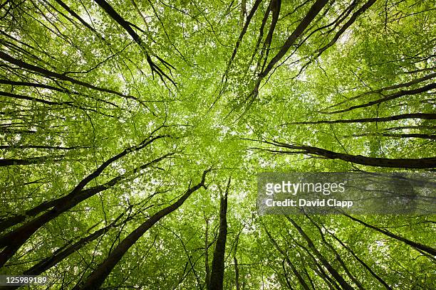 upward viewpoint inside a forest, new forest, hampshire, england, uk, europe - nature symmetry stock pictures, royalty-free photos & images