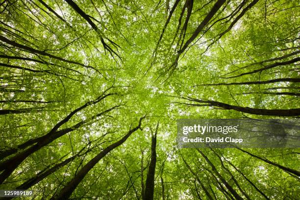 upward viewpoint inside a forest, new forest, hampshire, england, uk, europe - árvore - fotografias e filmes do acervo