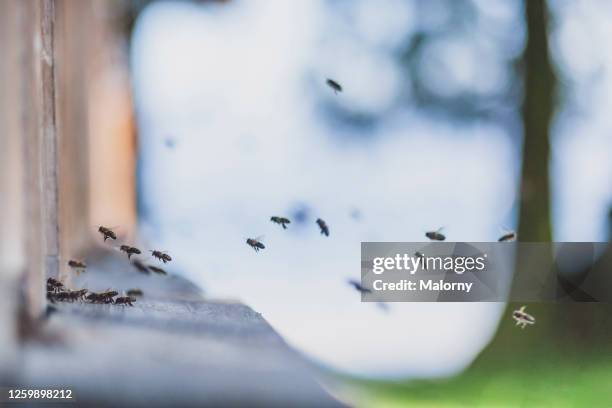 honey bees flying into wooden beehives. - honey bee stock-fotos und bilder