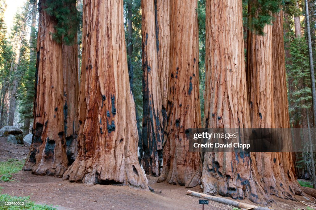 The Senate Group, a collection of sequoia trees (Sequoiadendron giganteum) on the Congress Trail in Sequoia National Park in East Central California, Sierra Nevada, California, United States of America