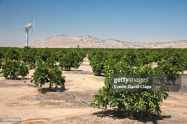 pistachio trees (pistacia vera kerman) near fresno in fresno county, central california, sierra nevada, california, united states of america - fresno californië stockfoto's en -beelden