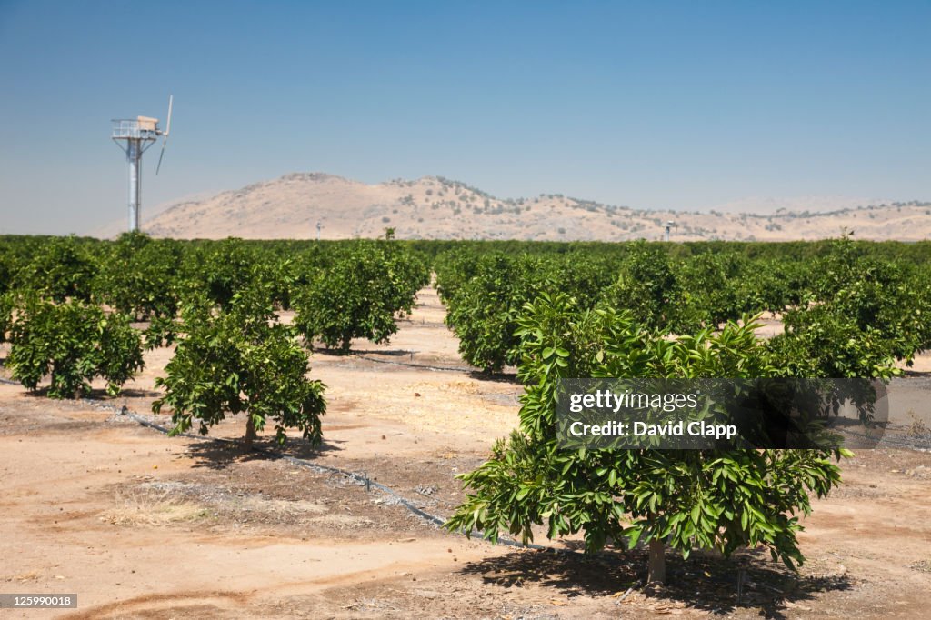 Pistachio trees (Pistacia vera Kerman) near Fresno in Fresno County, Central California, Sierra Nevada, California, United States of America