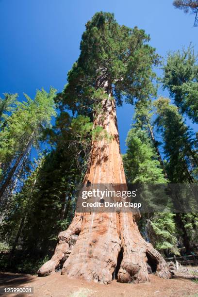 302 General Noble Tree Stock Photos, High-Res Pictures, and Images ...