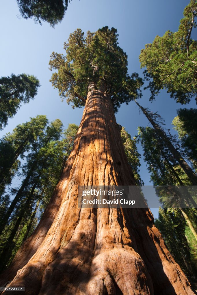 The General Sherman Tree The Largest Tree In The World In Sequoia