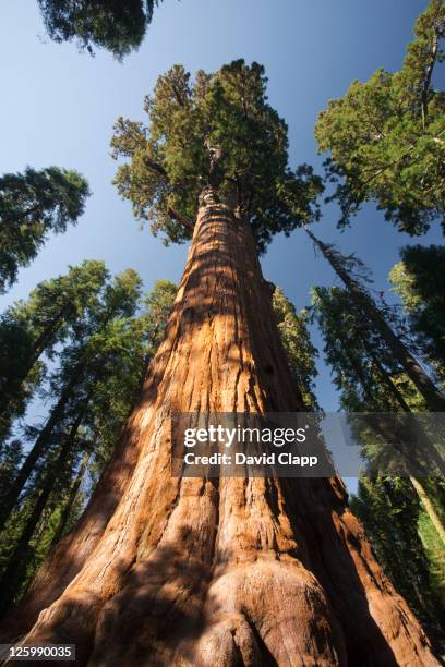 the general sherman tree (sequoiadendron giganteum), the largest tree in the world in sequoia national park in in east central california, sierra nevada, california, united states of america - sequoia national park 個照片及圖片檔