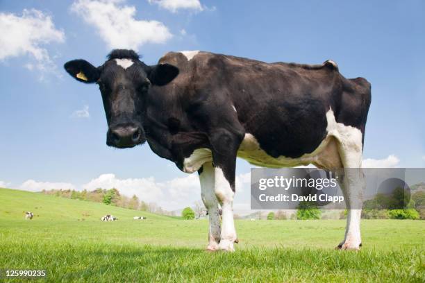 friesian cow (bos taurus) in field, forest of bowland, lancashire, england, uk - soltanto un animale foto e immagini stock