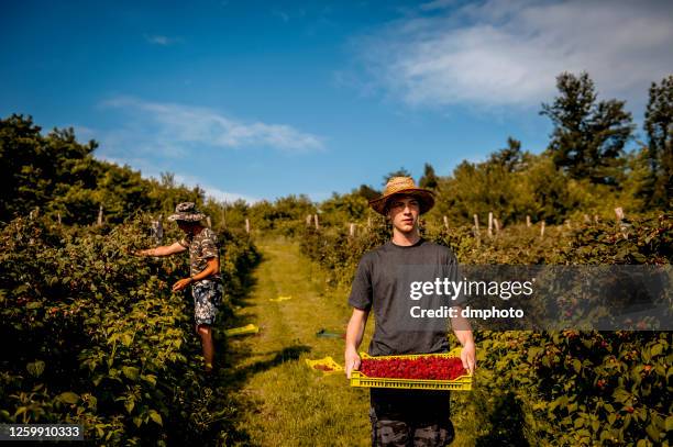 Raspberry Field Photos and Premium High Res Pictures - Getty Images