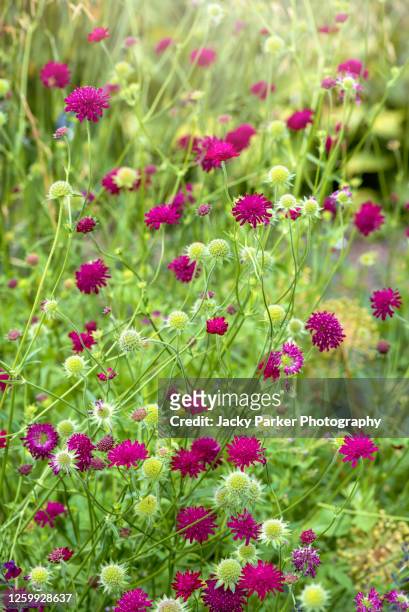 close-up image of the deep pink flowers of macedonian scabious - knautia macedonica - pin cushion stock pictures, royalty-free photos & images