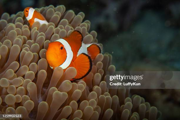 clownfisch-anemonefisch im tropischen salzwasser-korallengarten amphiprion percula, nemo - echter clownfisch stock-fotos und bilder