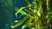 Light rays filter through a Giant Kelp forest. Macrocystis pyrifera. Diving, Aquarium and Marine concept. Underwater close up of swaying Seaweed leaves. Sunlight pierces vibrant exotic Ocean plants