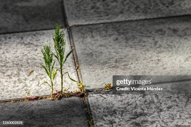 plants sprouting between the tiles - resilience 個照片及圖片檔