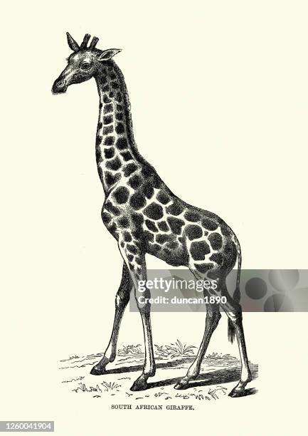 1 6点のキリンイラスト素材 Getty Images 1 6点のキリンイラスト素材 Getty Images