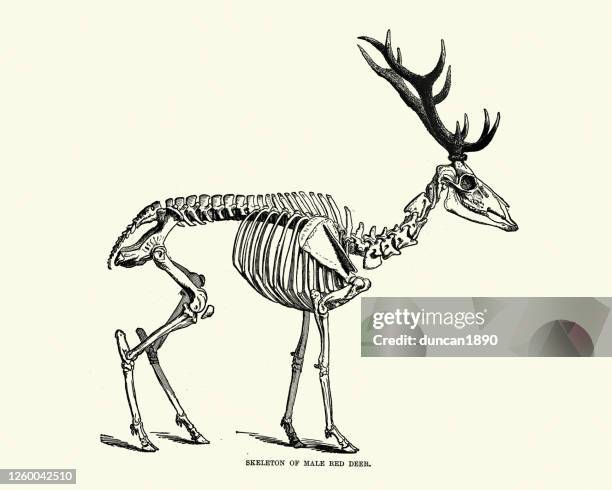 ilustraciones, imágenes clip art, dibujos animados e iconos de stock de esqueleto de un ciervo rojo, (cervus elaphus) - esqueleto de animal