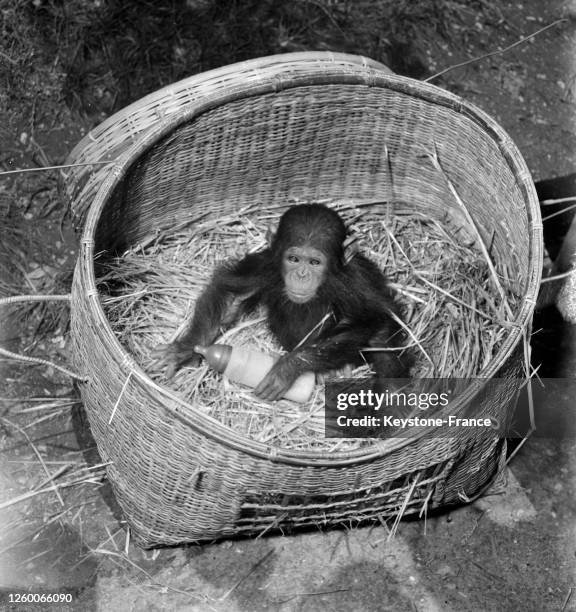 Un bébé chimpanzé de 18 mois installé dans un panier en osier tient un biberon dans ses pattes, au zoo de Vincennes, France le 25 juin 1957.