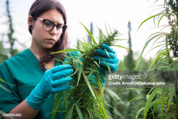 female scientist examining cannabis - cannabis concentrate stock pictures, royalty-free photos & images